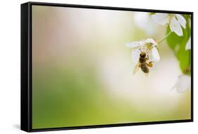 Honey Bee Enjoying Blossoming Cherry Tree On A Lovely Spring Day-l i g h t p o e t-Framed Stretched Canvas