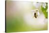 Honey Bee Enjoying Blossoming Cherry Tree On A Lovely Spring Day-l i g h t p o e t-Stretched Canvas