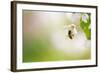 Honey Bee Enjoying Blossoming Cherry Tree On A Lovely Spring Day-l i g h t p o e t-Framed Photographic Print