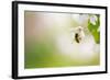 Honey Bee Enjoying Blossoming Cherry Tree On A Lovely Spring Day-l i g h t p o e t-Framed Photographic Print