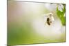 Honey Bee Enjoying Blossoming Cherry Tree On A Lovely Spring Day-l i g h t p o e t-Mounted Photographic Print