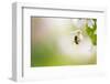Honey Bee Enjoying Blossoming Cherry Tree On A Lovely Spring Day-l i g h t p o e t-Framed Photographic Print