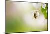 Honey Bee Enjoying Blossoming Cherry Tree On A Lovely Spring Day-l i g h t p o e t-Mounted Photographic Print