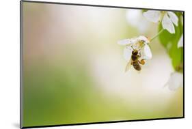 Honey Bee Enjoying Blossoming Cherry Tree On A Lovely Spring Day-l i g h t p o e t-Mounted Photographic Print