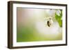 Honey Bee Enjoying Blossoming Cherry Tree On A Lovely Spring Day-l i g h t p o e t-Framed Photographic Print