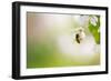 Honey Bee Enjoying Blossoming Cherry Tree On A Lovely Spring Day-l i g h t p o e t-Framed Photographic Print