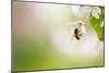 Honey Bee Enjoying Blossoming Cherry Tree On A Lovely Spring Day-l i g h t p o e t-Mounted Photographic Print