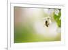 Honey Bee Enjoying Blossoming Cherry Tree On A Lovely Spring Day-l i g h t p o e t-Framed Photographic Print