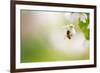 Honey Bee Enjoying Blossoming Cherry Tree On A Lovely Spring Day-l i g h t p o e t-Framed Photographic Print