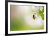 Honey Bee Enjoying Blossoming Cherry Tree On A Lovely Spring Day-l i g h t p o e t-Framed Photographic Print