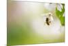 Honey Bee Enjoying Blossoming Cherry Tree On A Lovely Spring Day-l i g h t p o e t-Mounted Photographic Print