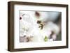 Honey Bee Enjoying Peach Blossom on a Lovely Spring Day-melis-Framed Photographic Print