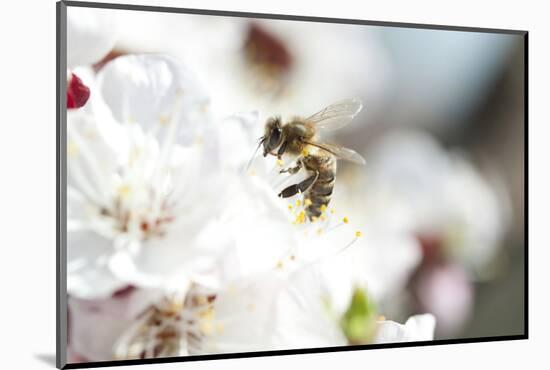 Honey Bee Enjoying Peach Blossom on a Lovely Spring Day-melis-Mounted Photographic Print
