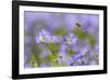 Honey bee flying to Flax (Linum usitatissimum) flowers, Monmouthshire, Wales, UK, May.-Phil Savoie-Framed Photographic Print
