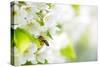 Honey Bee In Flight Approaching Blossoming Cherry Tree-l i g h t p o e t-Stretched Canvas