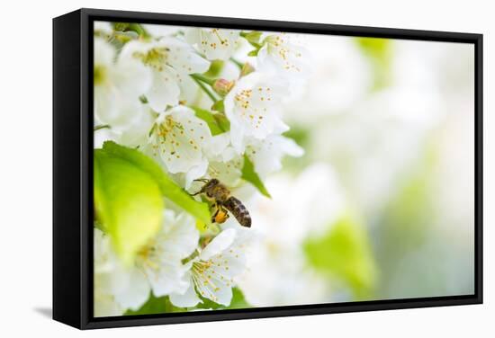 Honey Bee In Flight Approaching Blossoming Cherry Tree-l i g h t p o e t-Framed Stretched Canvas