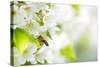 Honey Bee In Flight Approaching Blossoming Cherry Tree-l i g h t p o e t-Stretched Canvas