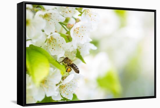 Honey Bee In Flight Approaching Blossoming Cherry Tree-l i g h t p o e t-Framed Stretched Canvas