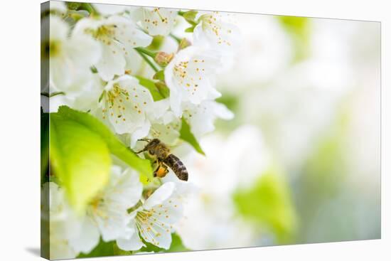 Honey Bee In Flight Approaching Blossoming Cherry Tree-l i g h t p o e t-Stretched Canvas