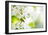 Honey Bee In Flight Approaching Blossoming Cherry Tree-l i g h t p o e t-Framed Photographic Print