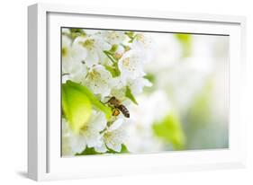 Honey Bee In Flight Approaching Blossoming Cherry Tree-l i g h t p o e t-Framed Photographic Print