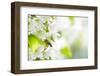 Honey Bee In Flight Approaching Blossoming Cherry Tree-l i g h t p o e t-Framed Photographic Print