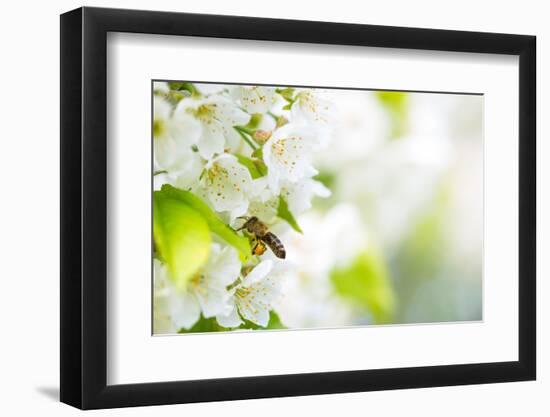 Honey Bee In Flight Approaching Blossoming Cherry Tree-l i g h t p o e t-Framed Photographic Print