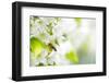 Honey Bee In Flight Approaching Blossoming Cherry Tree-l i g h t p o e t-Framed Photographic Print