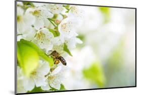 Honey Bee In Flight Approaching Blossoming Cherry Tree-l i g h t p o e t-Mounted Photographic Print