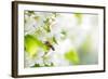 Honey Bee In Flight Approaching Blossoming Cherry Tree-l i g h t p o e t-Framed Photographic Print