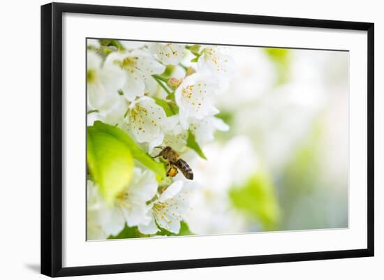 Honey Bee In Flight Approaching Blossoming Cherry Tree-l i g h t p o e t-Framed Photographic Print