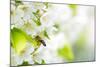 Honey Bee In Flight Approaching Blossoming Cherry Tree-l i g h t p o e t-Mounted Photographic Print