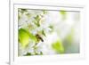 Honey Bee In Flight Approaching Blossoming Cherry Tree-l i g h t p o e t-Framed Photographic Print