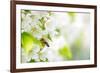 Honey Bee In Flight Approaching Blossoming Cherry Tree-l i g h t p o e t-Framed Photographic Print