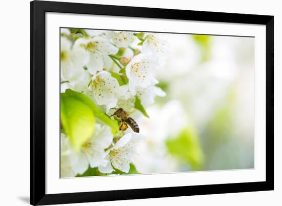 Honey Bee In Flight Approaching Blossoming Cherry Tree-l i g h t p o e t-Framed Photographic Print