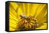 Honey Bee on a Wildflower in Montana-Steven Gnam-Framed Stretched Canvas