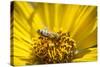 Honey Bee on a Wildflower in Montana-Steven Gnam-Stretched Canvas