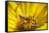 Honey Bee on a Wildflower in Montana-Steven Gnam-Framed Stretched Canvas