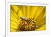 Honey Bee on a Wildflower in Montana-Steven Gnam-Framed Photographic Print