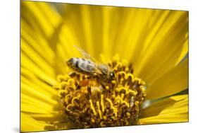 Honey Bee on a Wildflower in Montana-Steven Gnam-Mounted Photographic Print