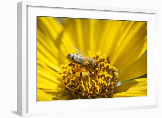 Honey Bee on a Wildflower in Montana-Steven Gnam-Framed Photographic Print