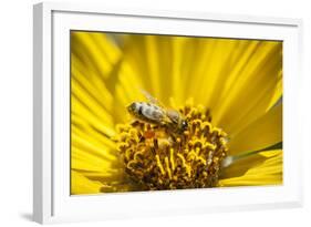 Honey Bee on a Wildflower in Montana-Steven Gnam-Framed Photographic Print