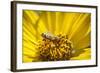 Honey Bee on a Wildflower in Montana-Steven Gnam-Framed Photographic Print