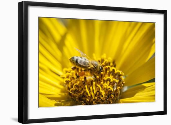 Honey Bee on a Wildflower in Montana-Steven Gnam-Framed Photographic Print