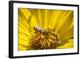 Honey Bee on a Wildflower in Montana-Steven Gnam-Framed Photographic Print