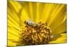 Honey Bee on a Wildflower in Montana-Steven Gnam-Mounted Photographic Print