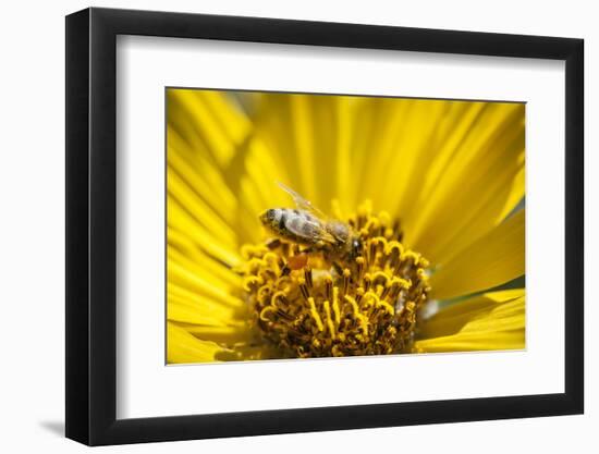 Honey Bee on a Wildflower in Montana-Steven Gnam-Framed Photographic Print