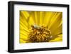 Honey Bee on a Wildflower in Montana-Steven Gnam-Framed Photographic Print