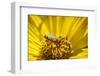 Honey Bee on a Wildflower in Montana-Steven Gnam-Framed Photographic Print