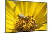 Honey Bee on a Wildflower in Montana-Steven Gnam-Mounted Photographic Print